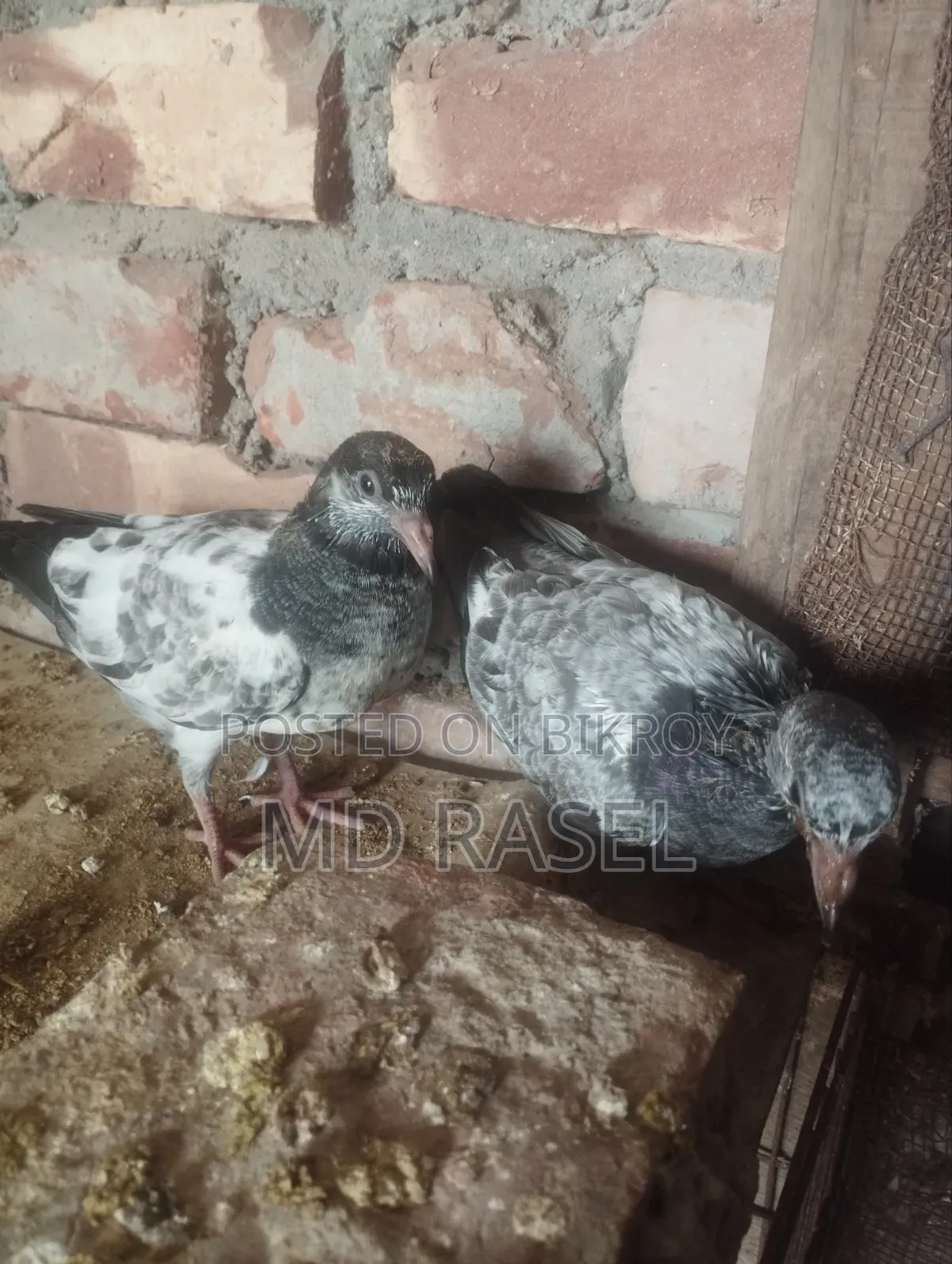 Squab pigeon for eating