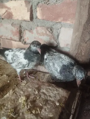 Squab pigeon for eating