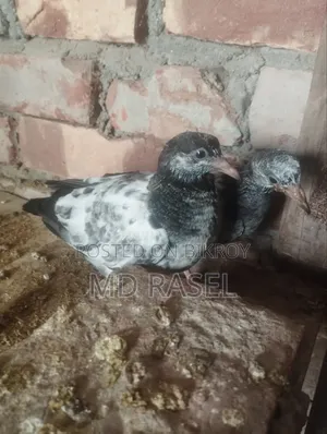 Squab pigeon for eating