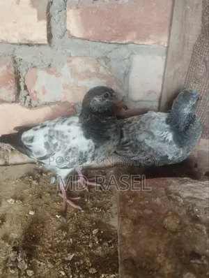 Squab pigeon for eating