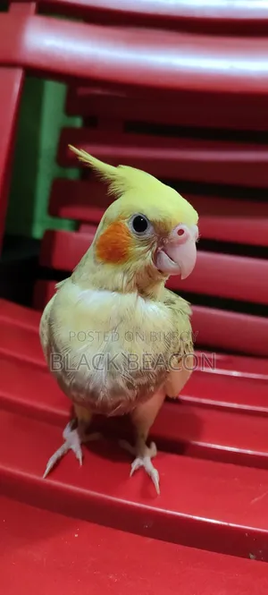 Cockatiel Bird