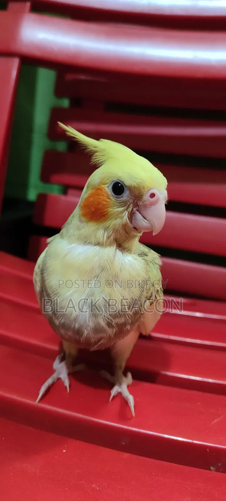 Cockatiel Bird