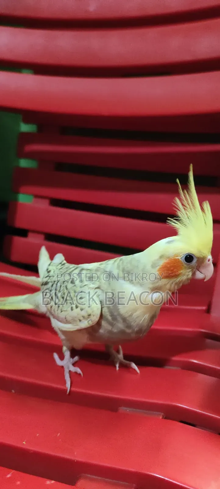 Cockatiel Bird
