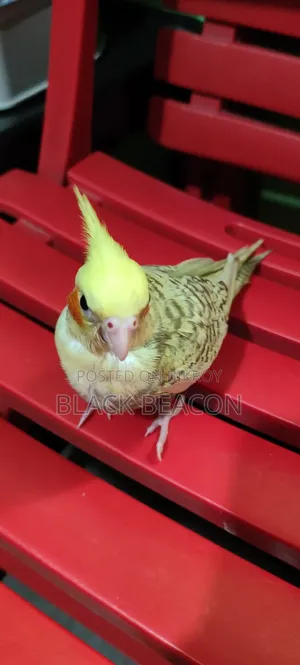 Cockatiel Bird