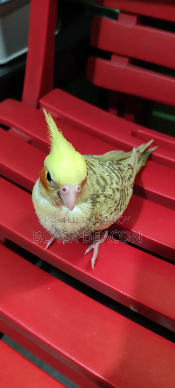 Cockatiel Bird