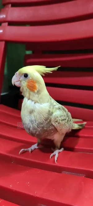 Cockatiel Bird