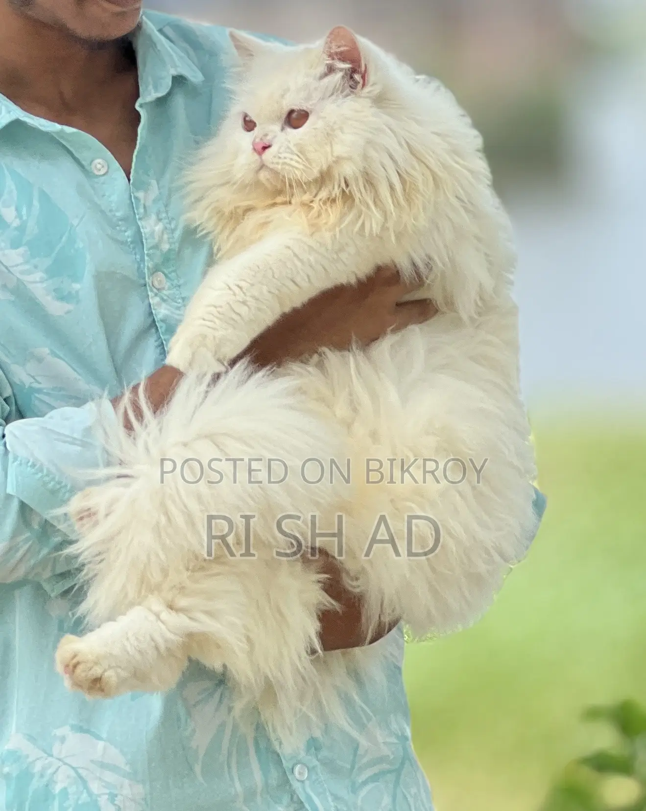 ৬-১২ মাস বয়সী পুরুষ মিশ্র জাতের বেঙ্গল বিড়াল