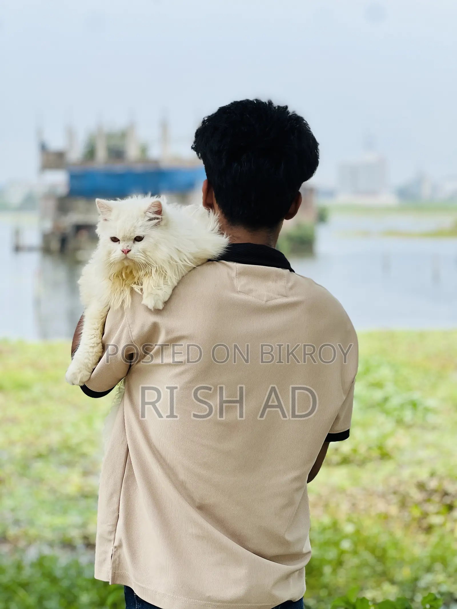 ৬-১২ মাস বয়সী পুরুষ মিশ্র জাতের বেঙ্গল বিড়াল