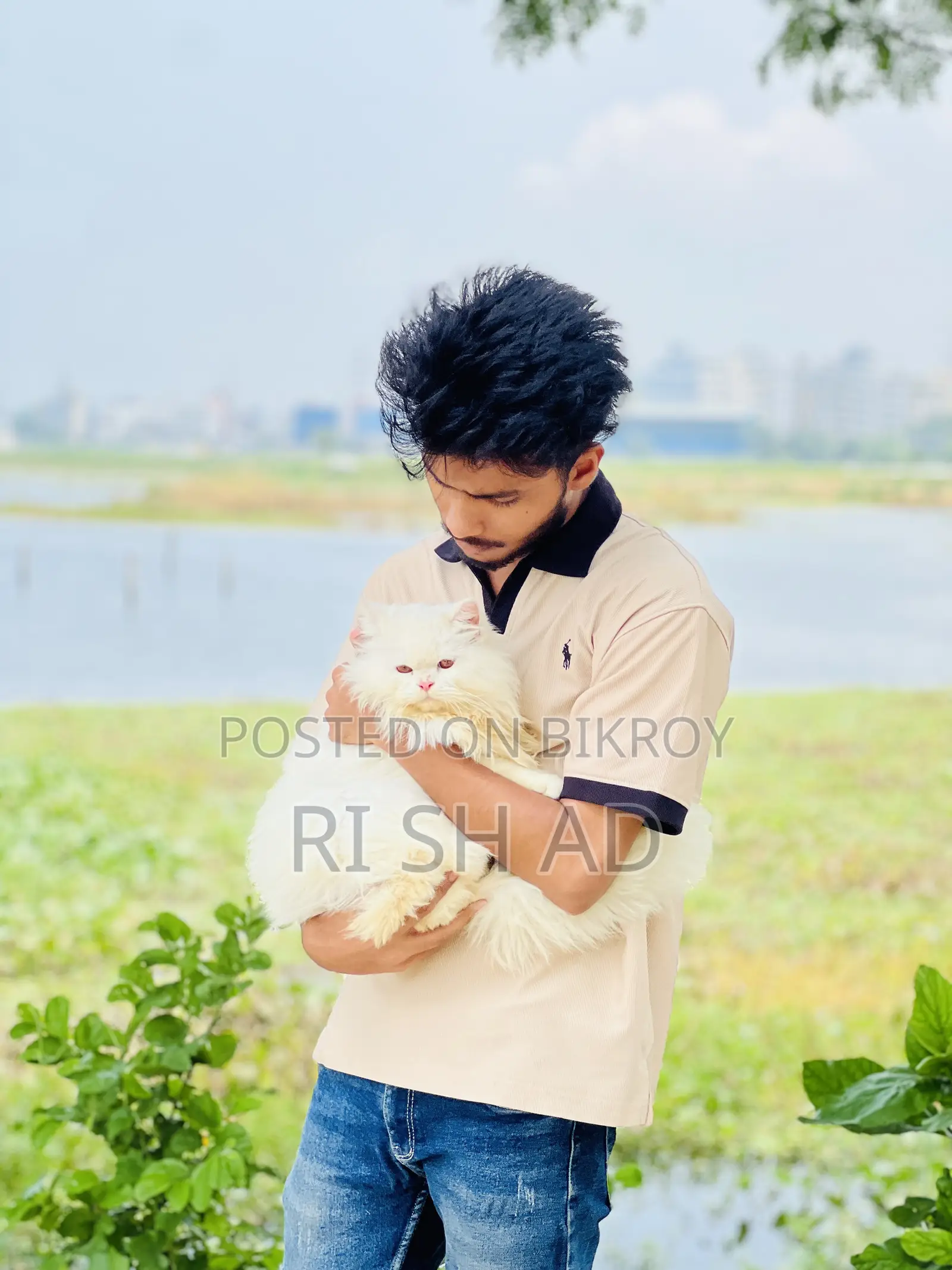 ৬-১২ মাস বয়সী পুরুষ মিশ্র জাতের বেঙ্গল বিড়াল