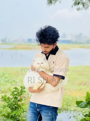 ৬-১২ মাস বয়সী পুরুষ মিশ্র জাতের বেঙ্গল বিড়াল