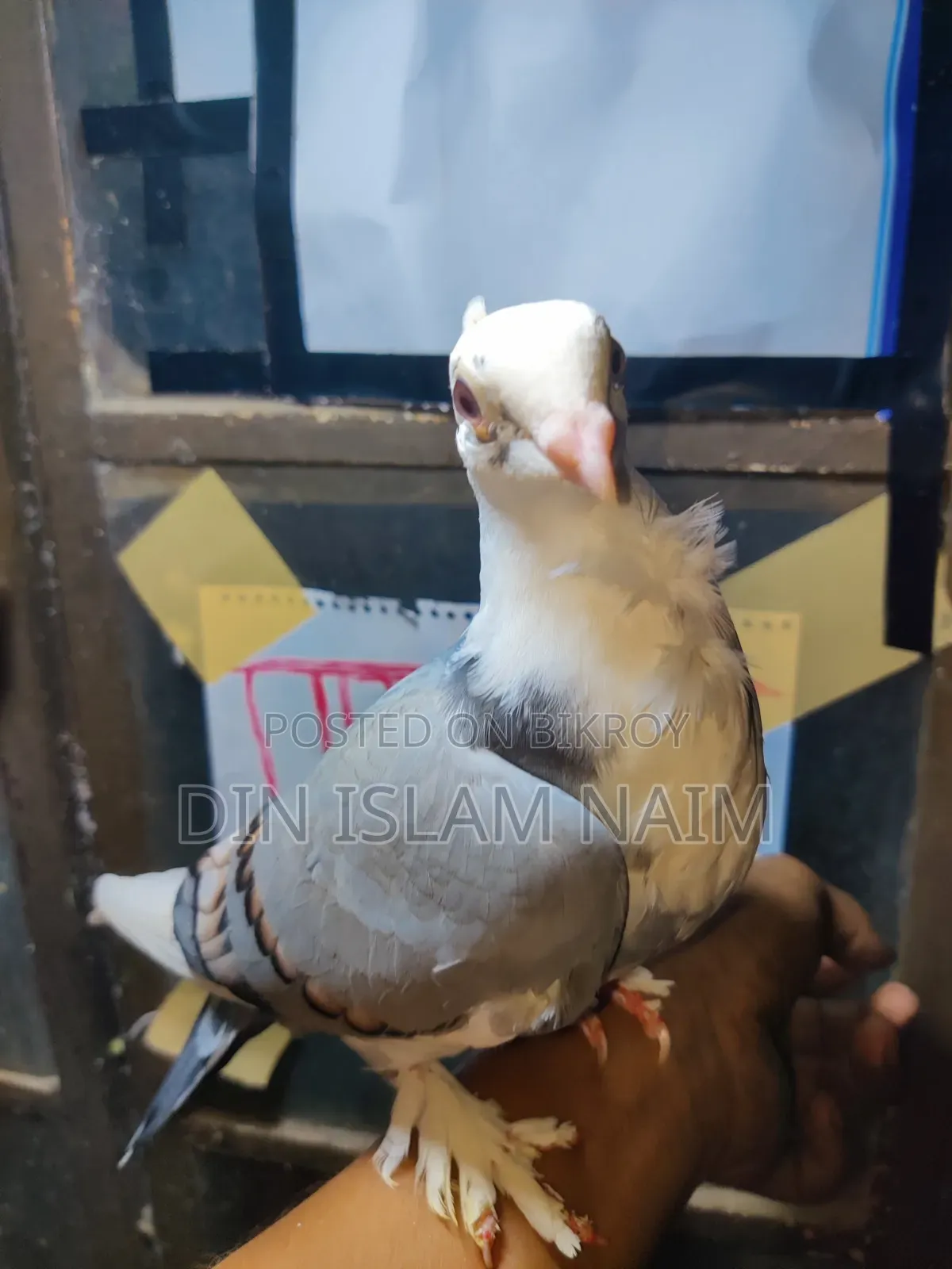 Fancy Blue Satin Pigeon