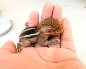 American Orange Headed Squirrel