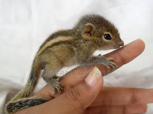 American Orange Headed Squirrel