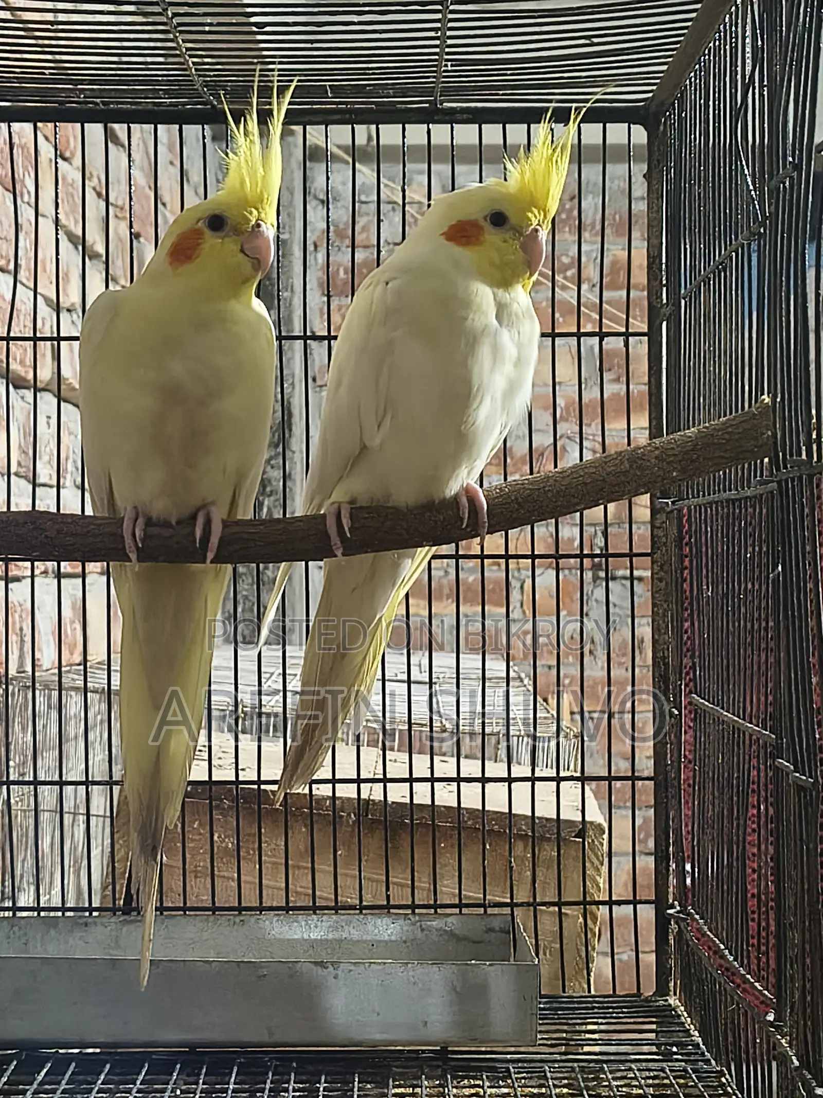 Cockatiel Bird