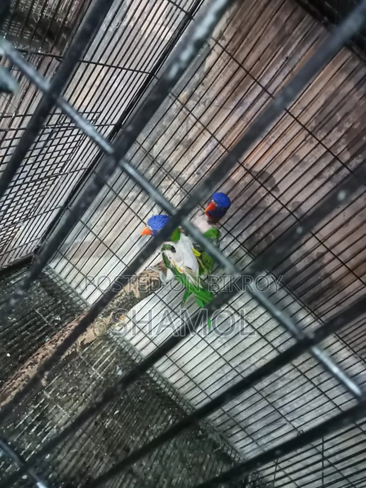 Lory bird with eggs and chicks, has feather show
