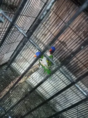 Lory bird with eggs and chicks, has feather show
