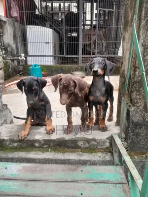 1-3 Months Male Purebred Doberman Pinscher