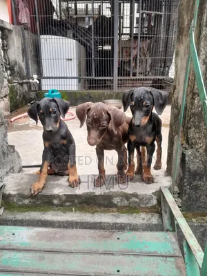 1-3 Months Male Purebred Doberman Pinscher