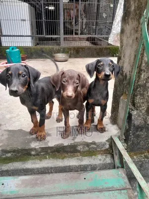 1-3 Months Male Purebred Doberman Pinscher