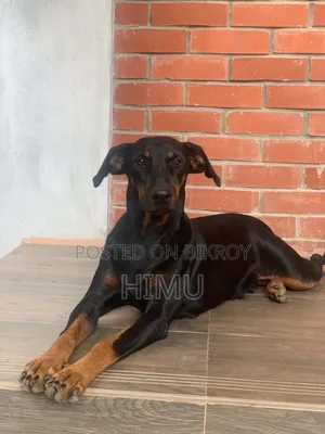 1-3 Months Male Purebred Doberman Pinscher
