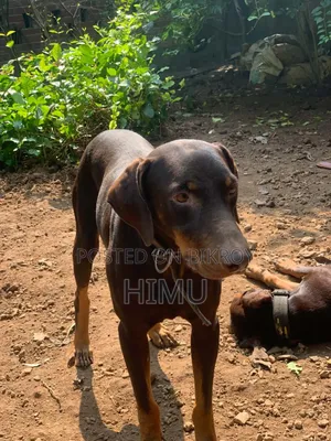 1-3 Months Male Purebred Doberman Pinscher
