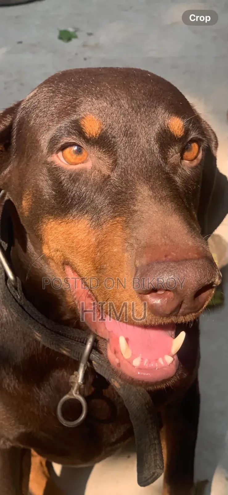 1-3 Months Male Purebred Doberman Pinscher