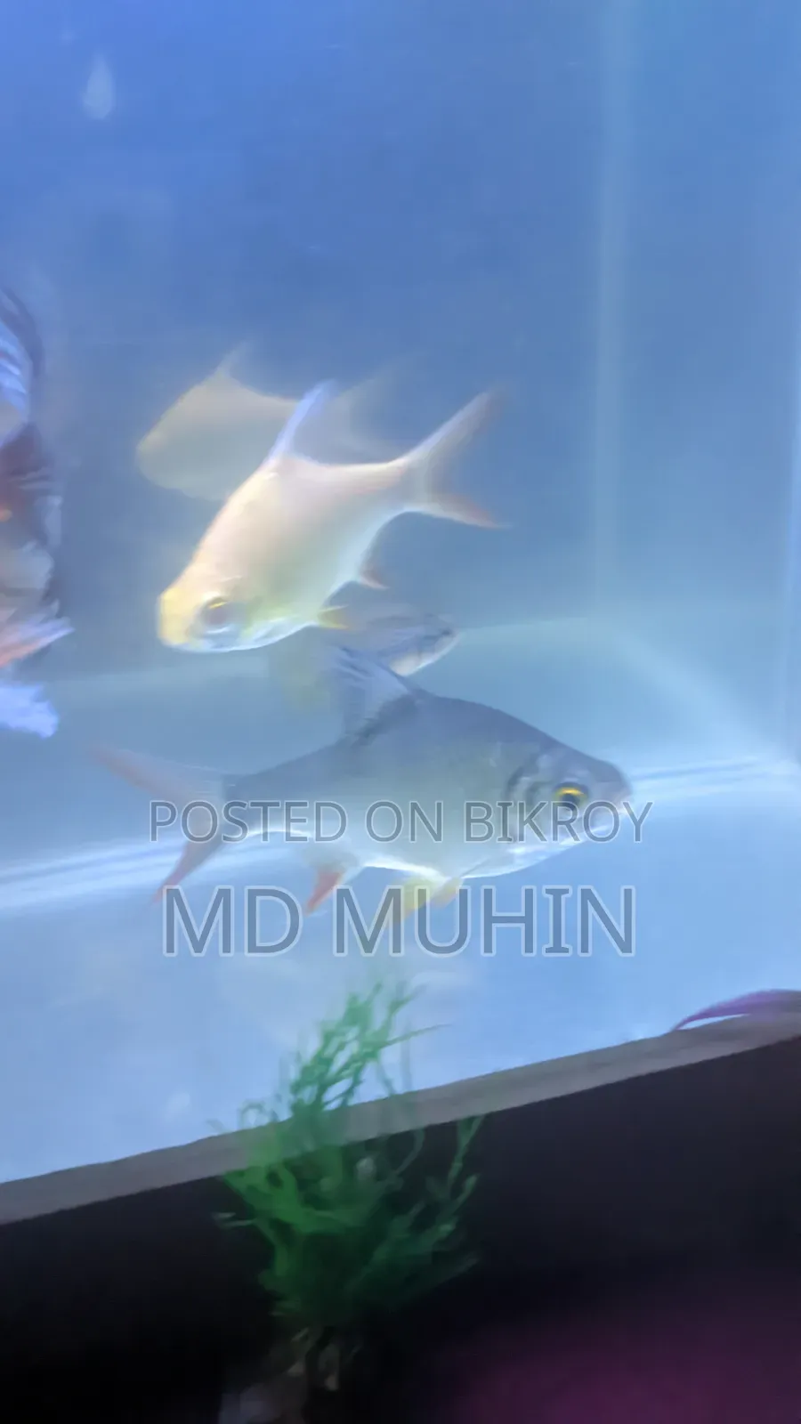 Tinfoil Barb