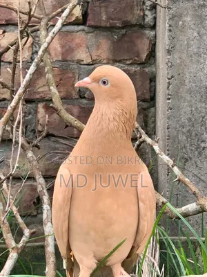 Pigeon for sale