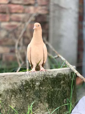 Pigeon for sale