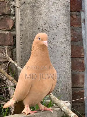 Pigeon for sale
