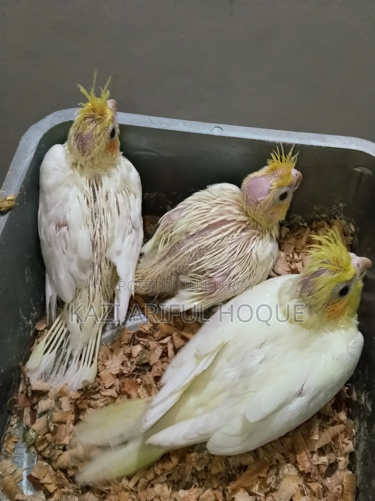 Cockatiel Baby