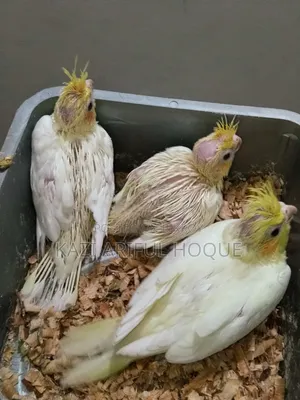 Cockatiel Baby