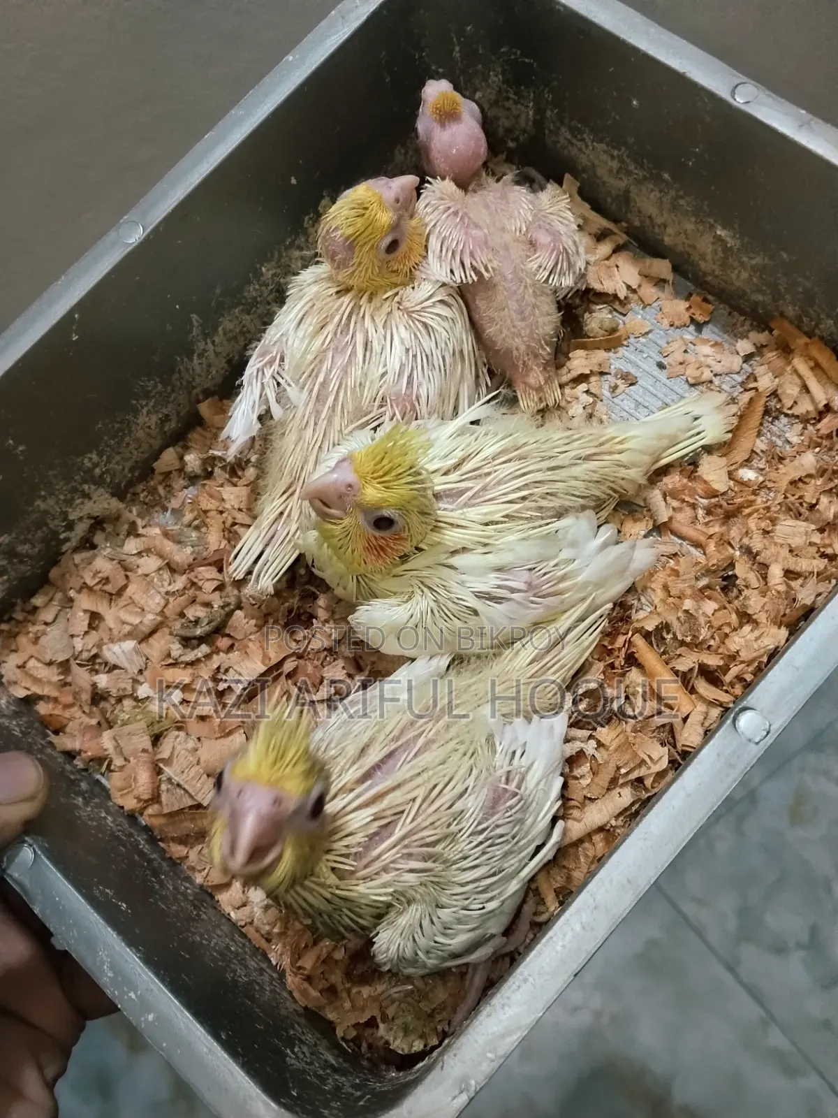Cockatiel Baby