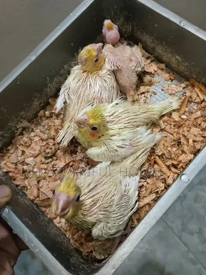 Cockatiel Baby