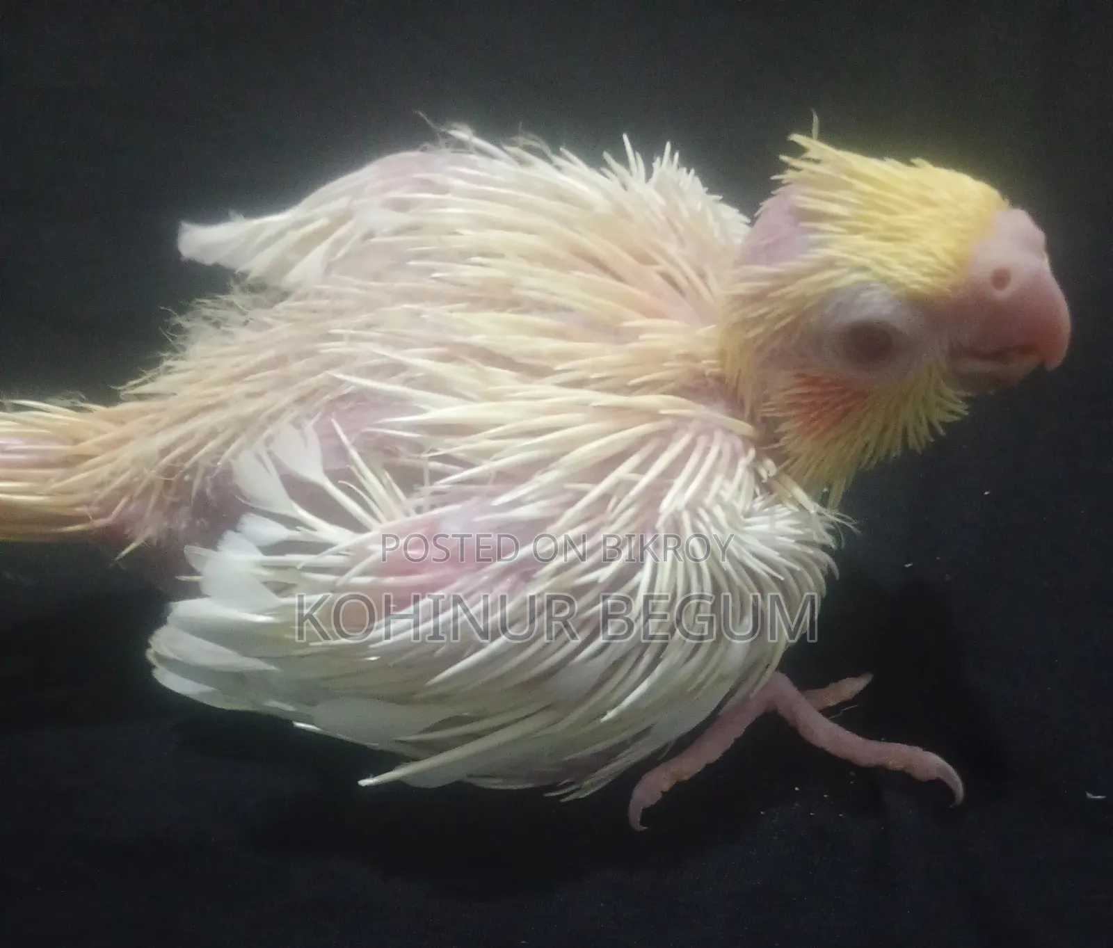 Cockatiel Lutino