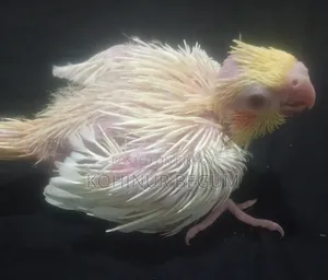 Cockatiel Lutino