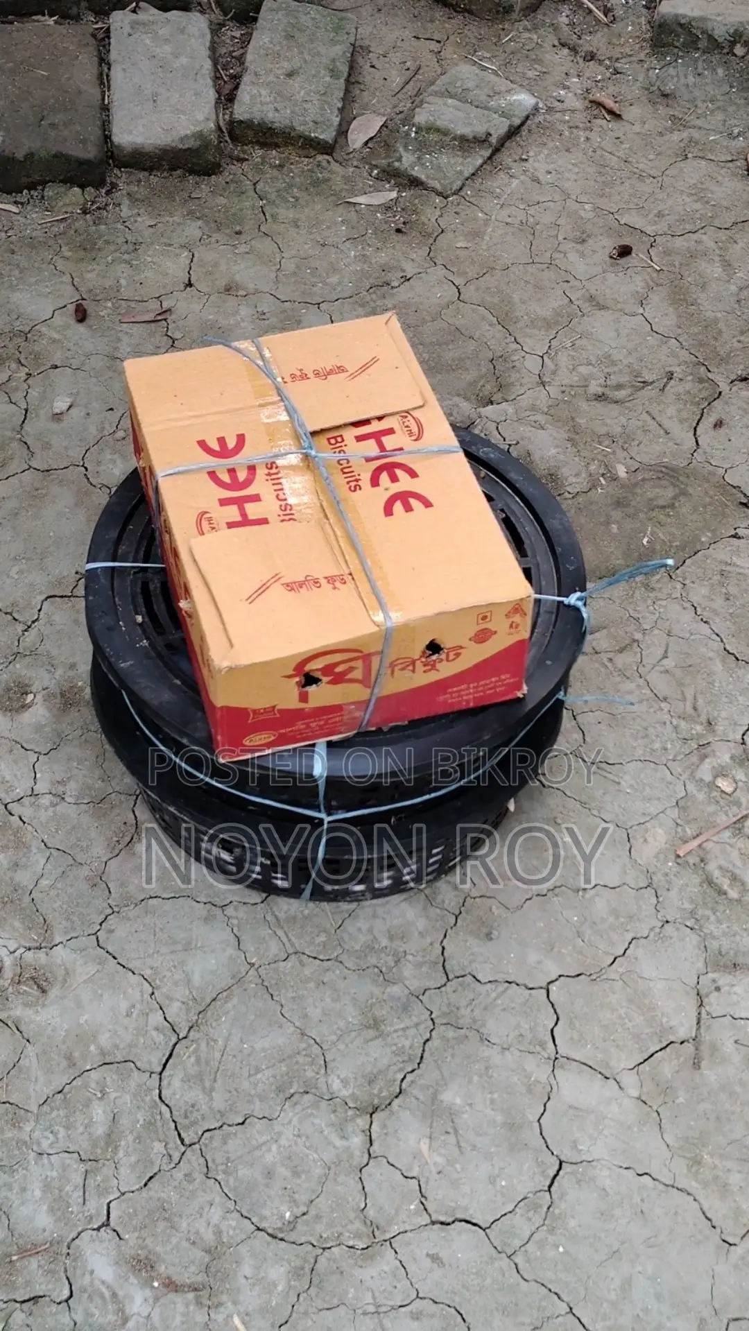 টার্কি বেবি