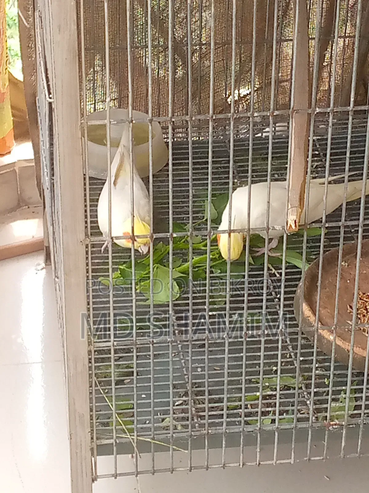 Cockatiel Bird