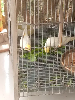 Cockatiel Bird