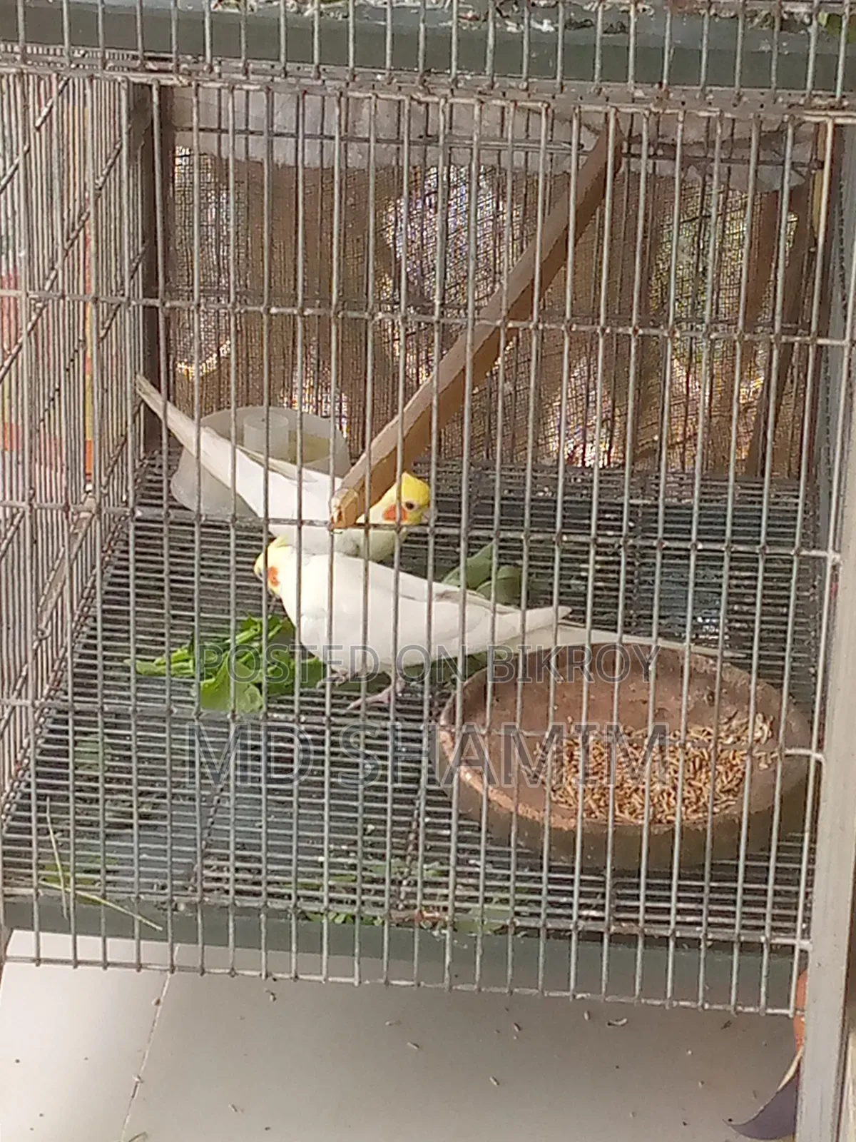 Cockatiel Bird