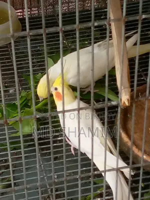 Cockatiel Bird
