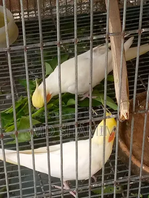 Cockatiel Bird