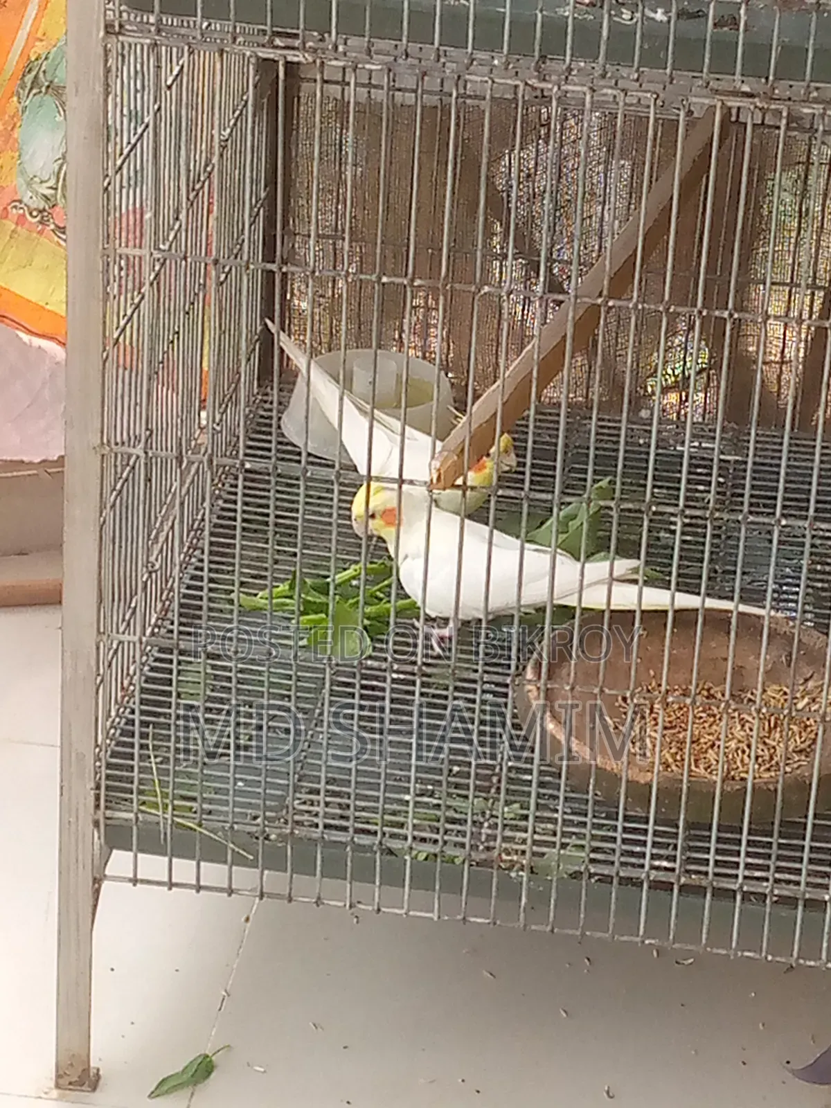 Cockatiel Bird