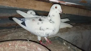 Grizel, White Bombay, and Gribaj Pigeons