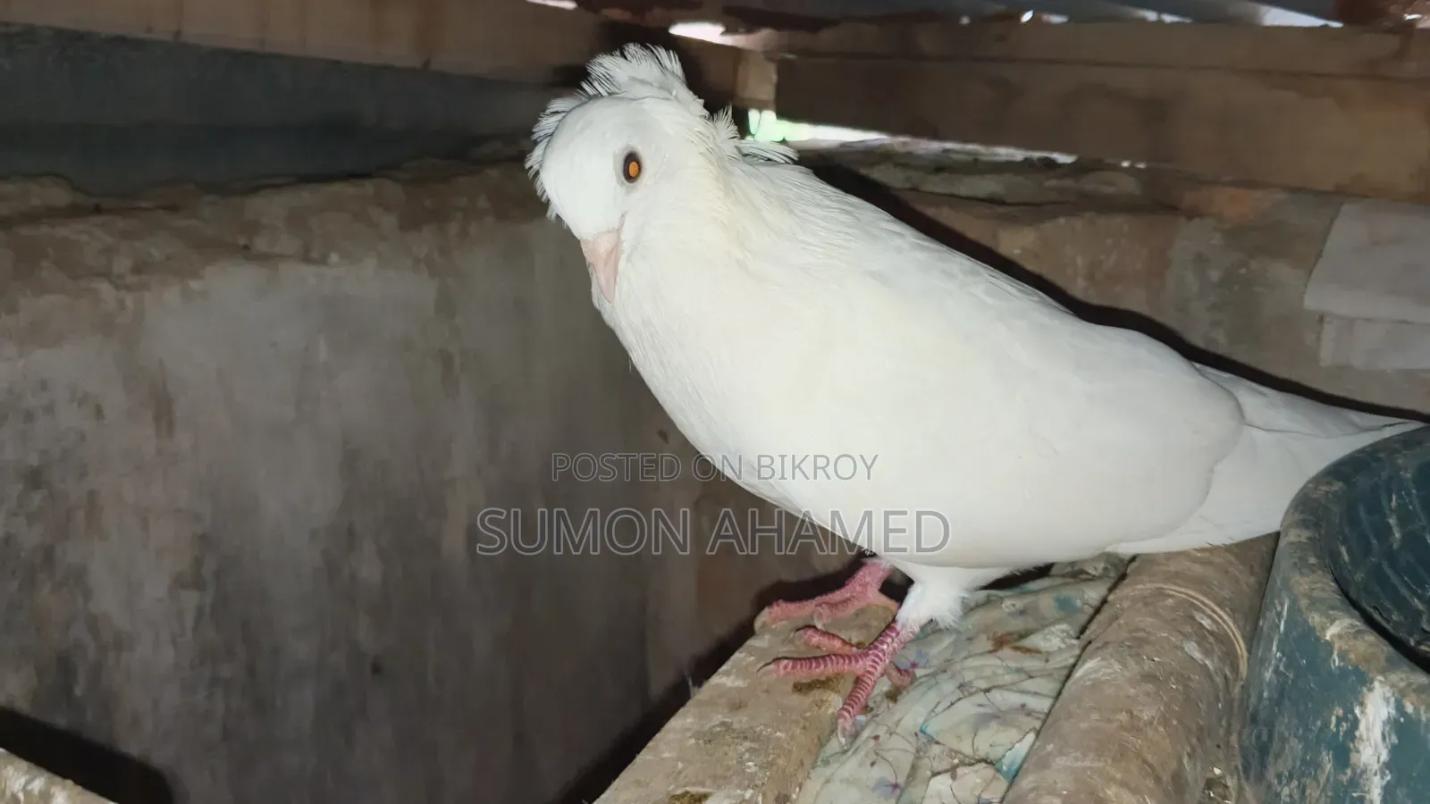 Grizel, White Bombay, and Gribaj Pigeons