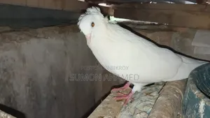 Grizel, White Bombay, and Gribaj Pigeons