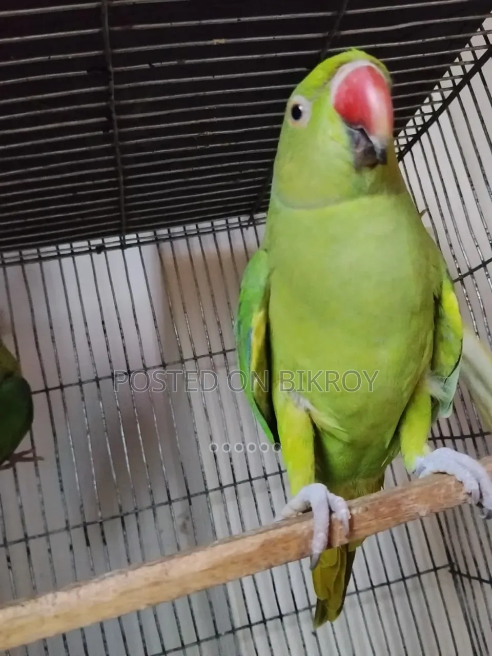Talking Ringneck Sell