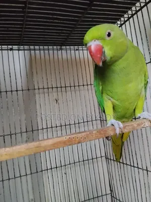 Talking Ringneck Sell