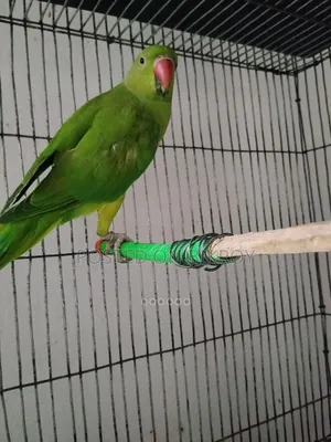 Talking Ringneck Sell