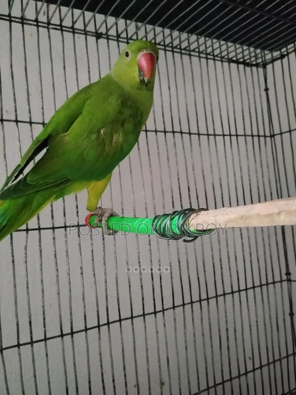 Talking Ringneck Sell